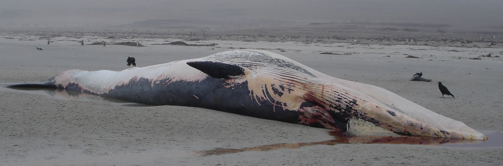 SEI WHALE Balaenoptera borealis